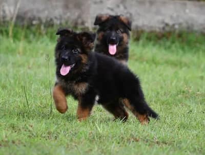 Pure German Shepherd Puppies Male, Female