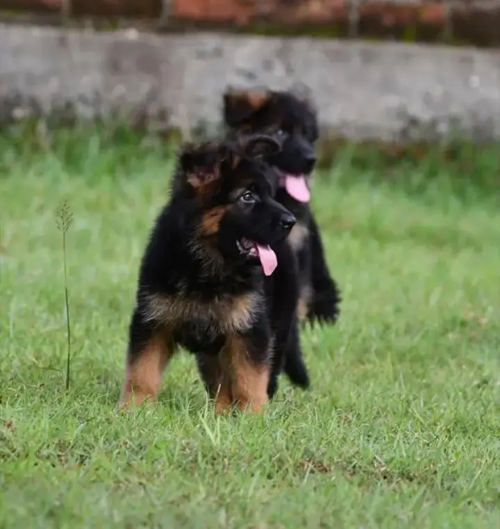 Pure German Shepherd Puppies Male, Female — photo 2