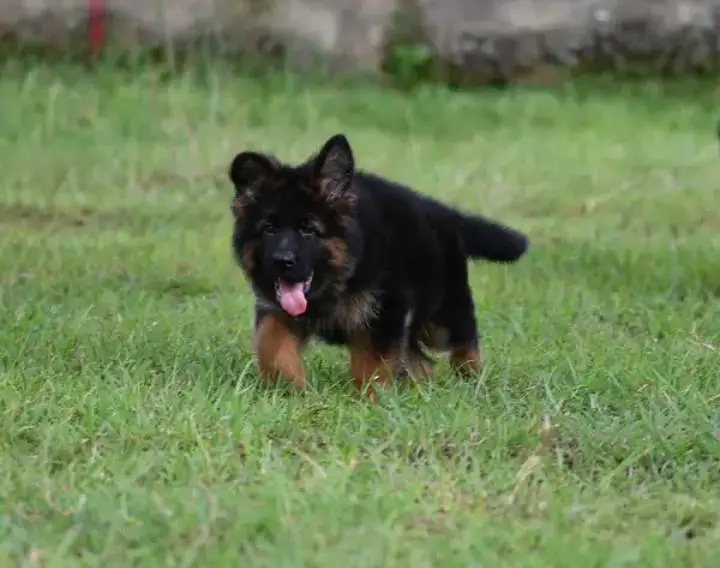 Pure German Shepherd Puppies Male, Female — photo 3