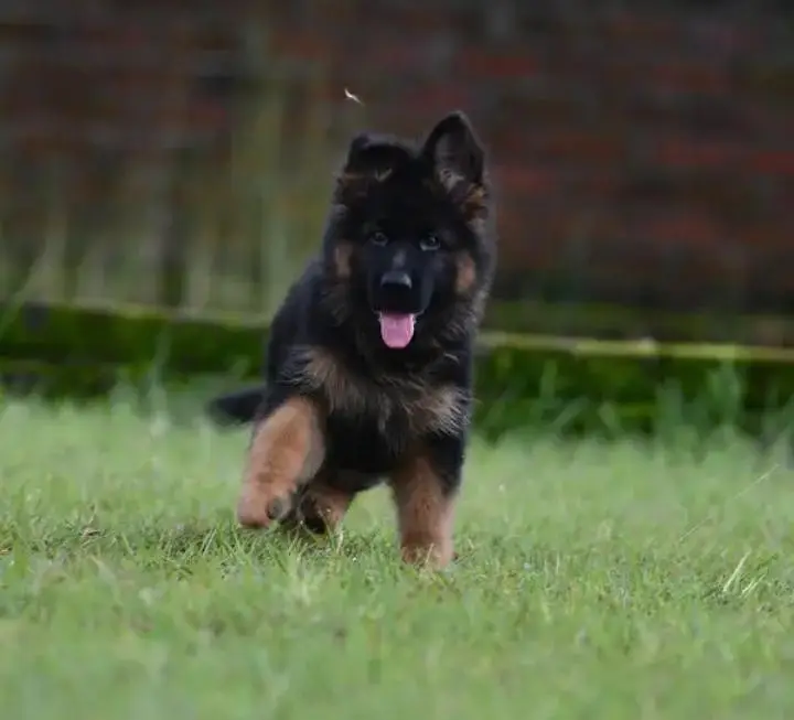 Pure German Shepherd Puppies Male, Female — photo 4