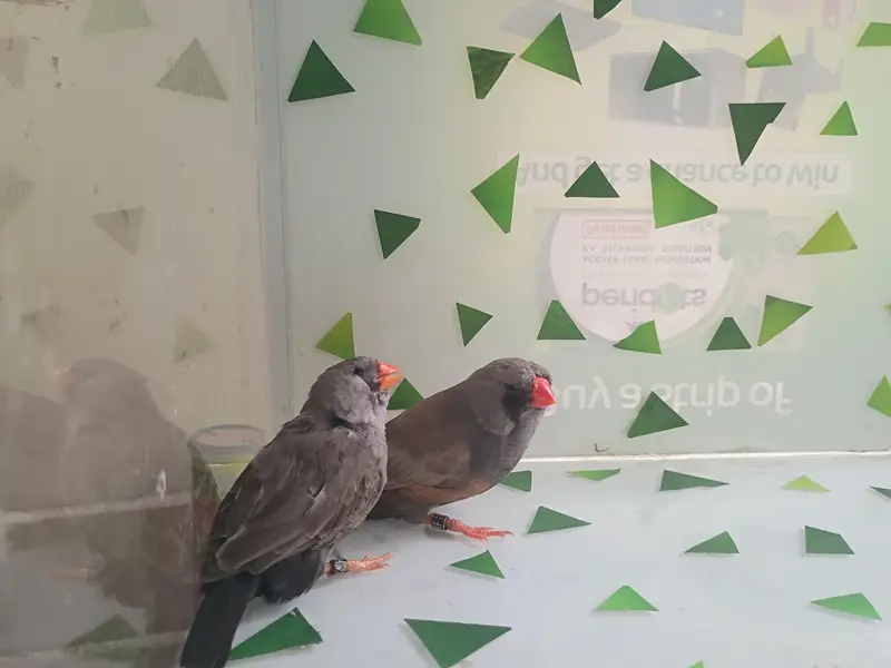 charcol finch snow white finch lovebird blackwing bugre