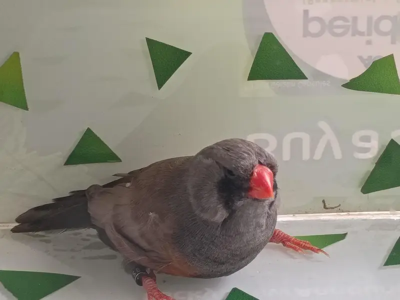 charcol finch snow white finch lovebird blackwing bugre — photo 2