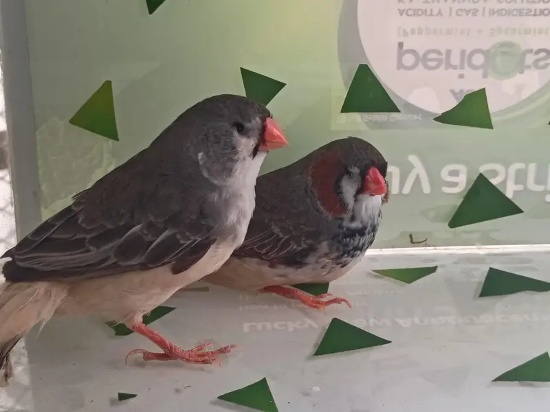 charcol finch snow white finch lovebird blackwing bugre — photo 3