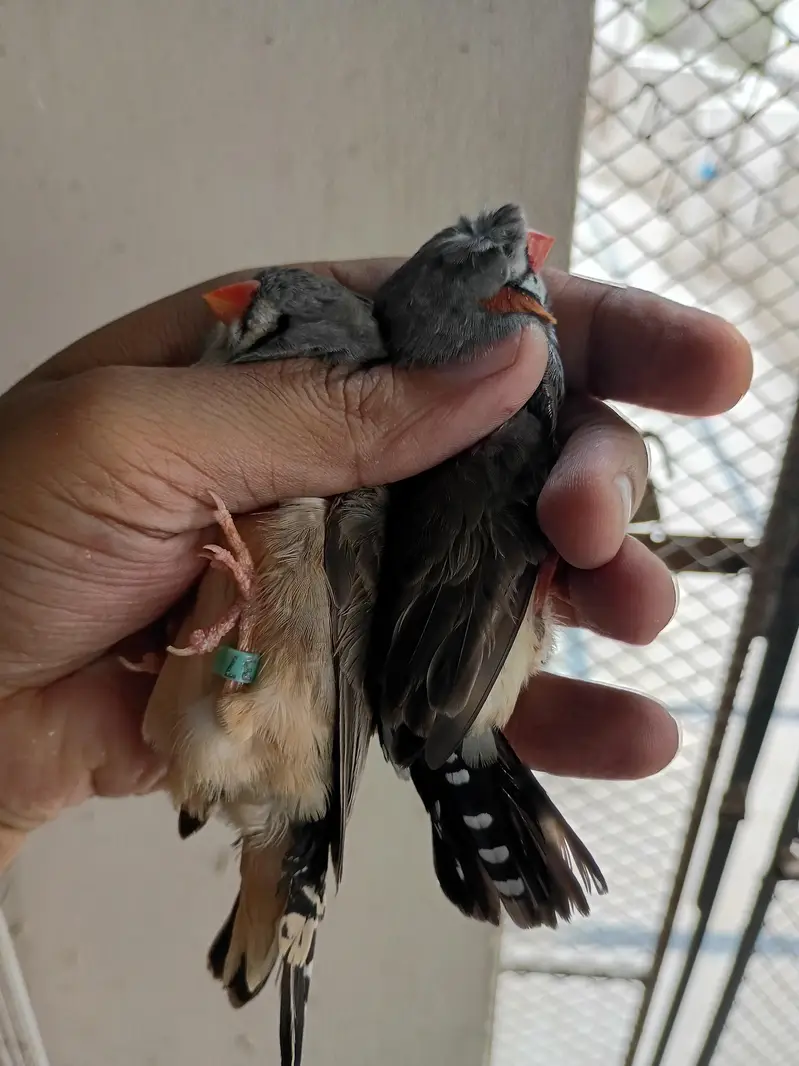 charcol finch snow white finch lovebird blackwing bugre — photo 4