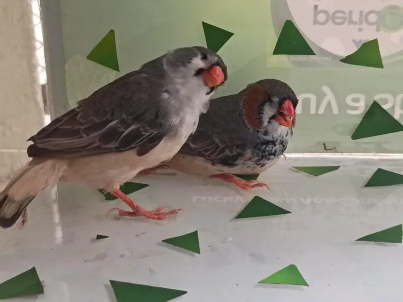 charcol finch snow white finch lovebird blackwing bugre — photo 5