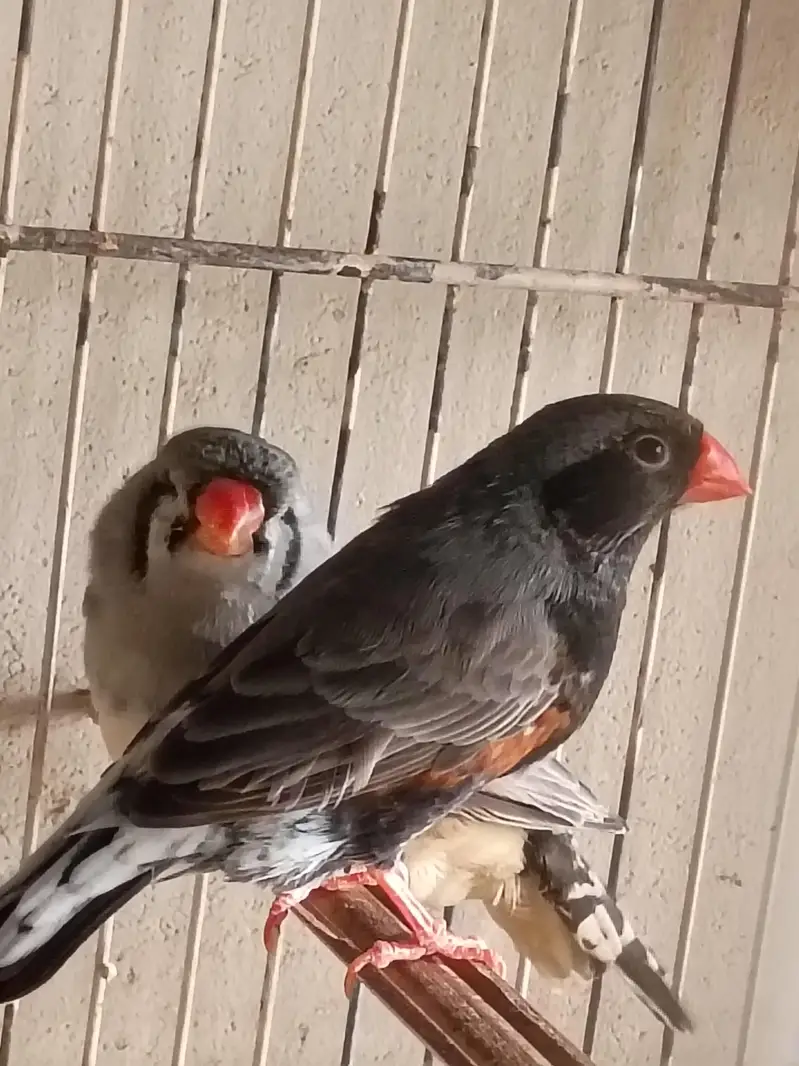 charcol finch snow white finch lovebird blackwing bugre — photo 6