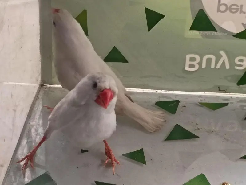 charcol finch snow white finch lovebird blackwing bugre — photo 7
