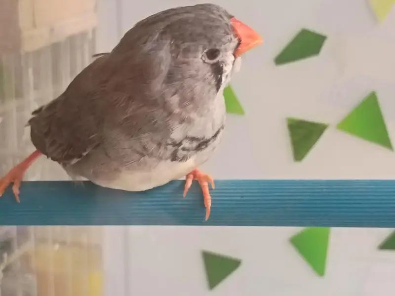 charcol finch snow white finch lovebird blackwing bugre — photo 8