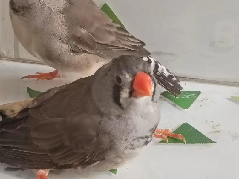 charcol finch snow white finch lovebird blackwing bugre — photo 9