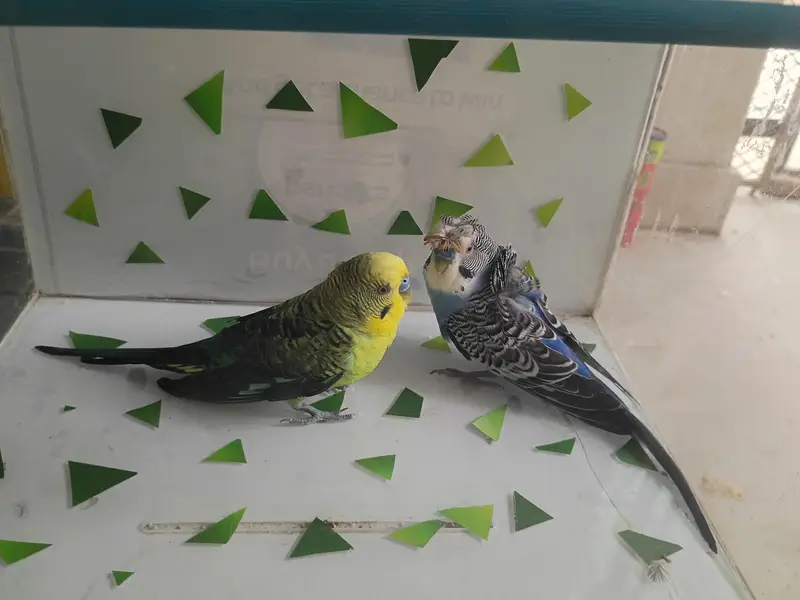 charcol finch snow white finch lovebird blackwing bugre — photo 10