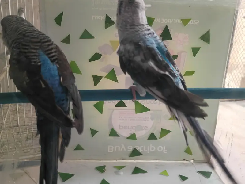 charcol finch snow white finch lovebird blackwing bugre — photo 11