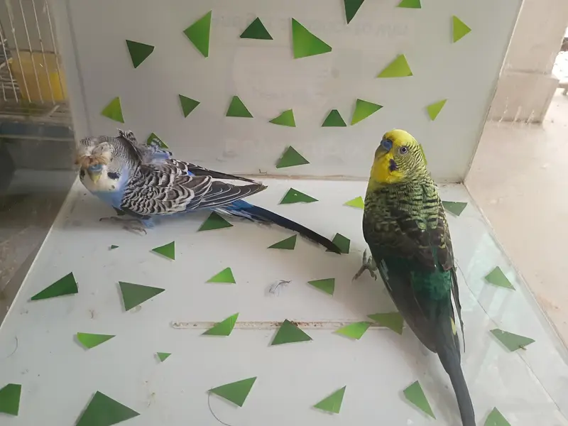 charcol finch snow white finch lovebird blackwing bugre — photo 12