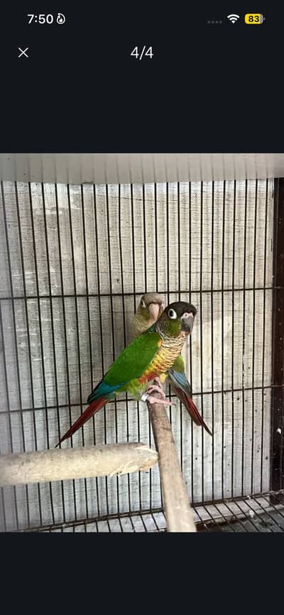 green chiks to pneapple piar urjant sale plz