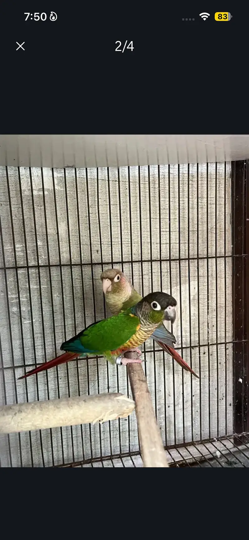 green chiks to pneapple piar urjant sale plz — photo 2