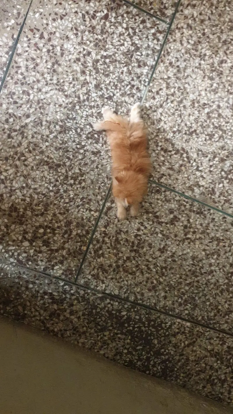 3 kitten for sale — photo 2
