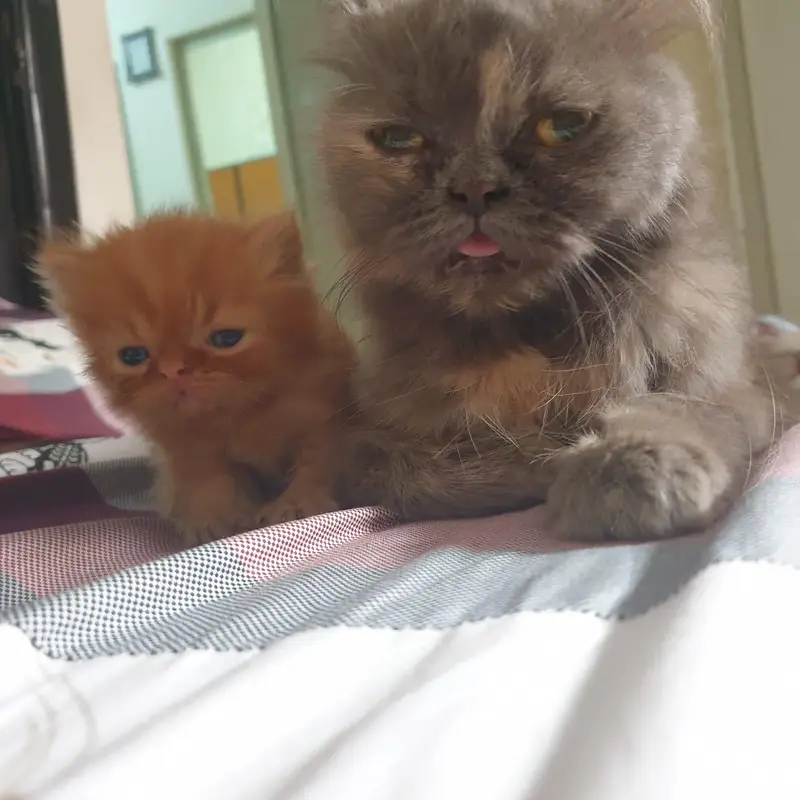 3 kitten for sale — photo 3