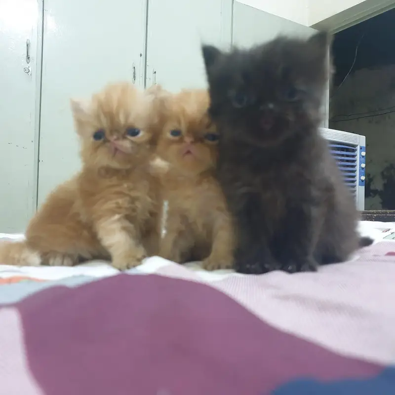 3 kitten for sale — photo 4