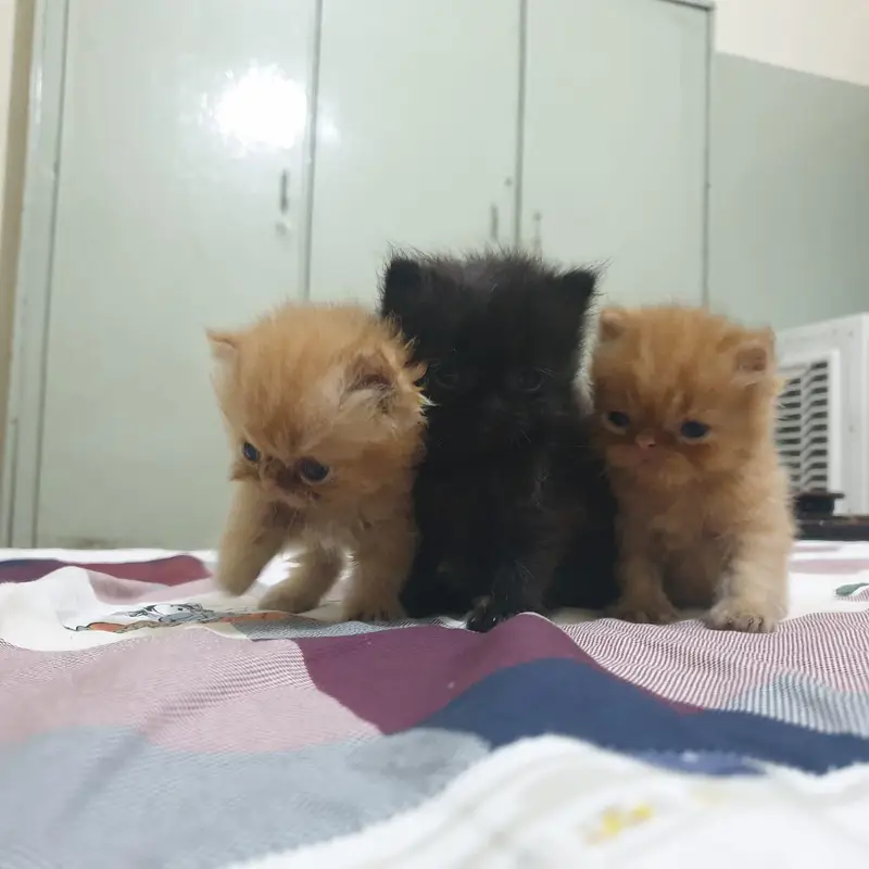 3 kitten for sale — photo 5