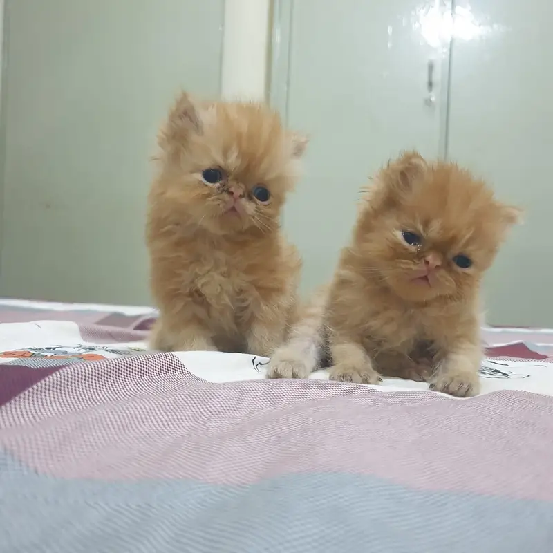 3 kitten for sale — photo 6