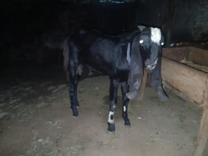 betal bakra — photo 3