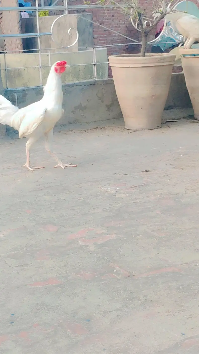 aseel murga 03270811577 — photo 2