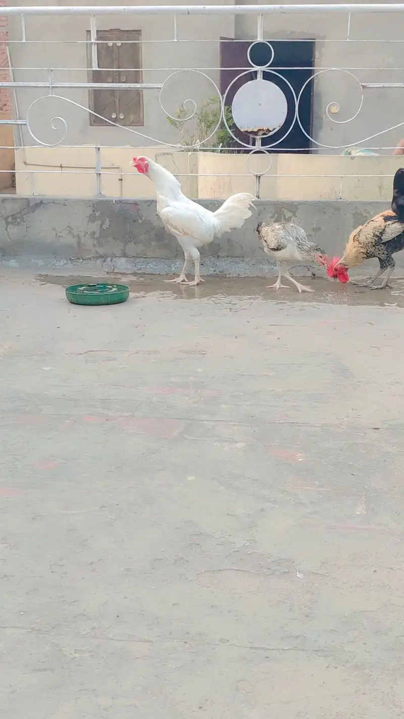 aseel murga 03270811577 — photo 3