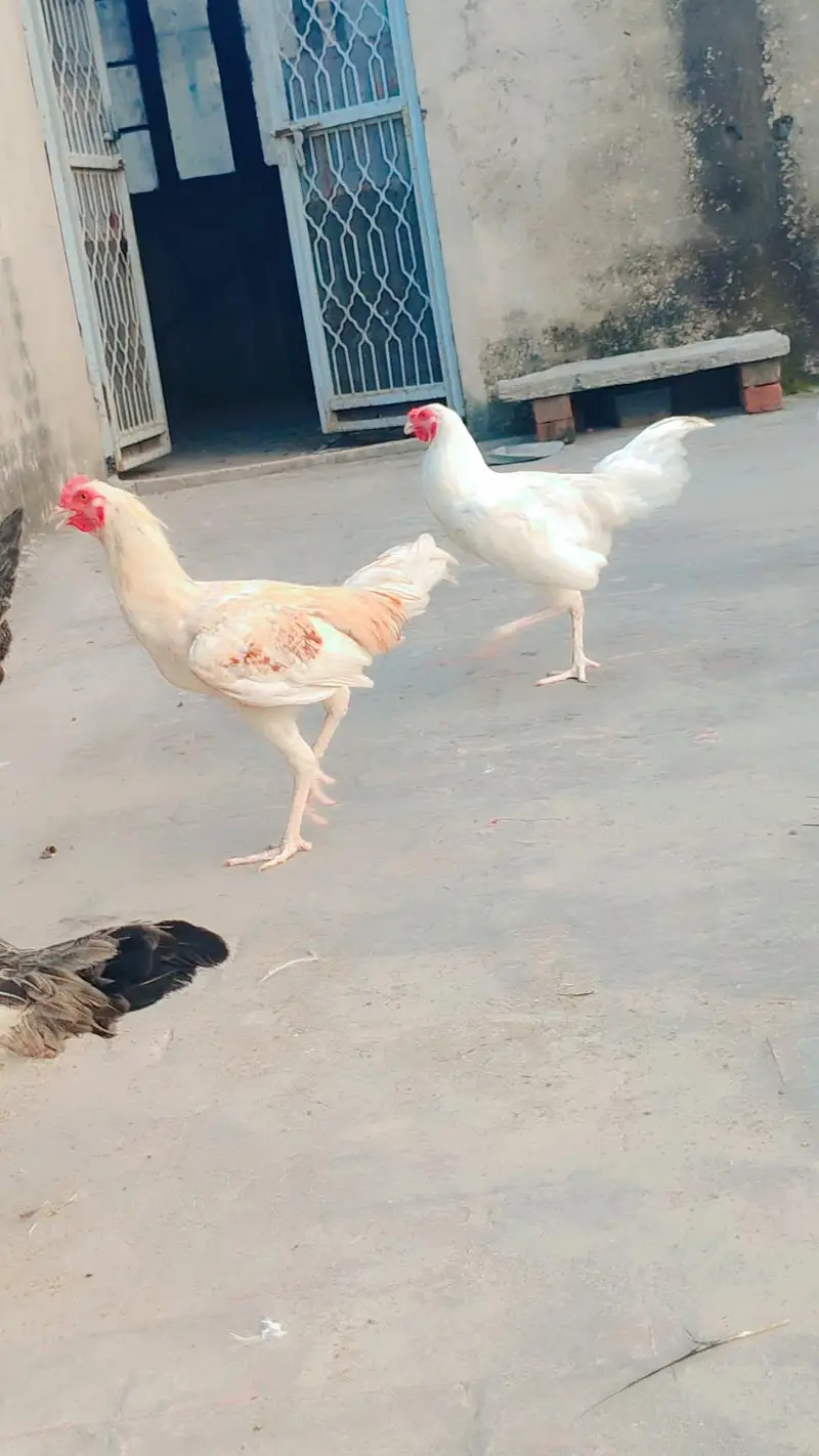 aseel murga 03270811577 — photo 4