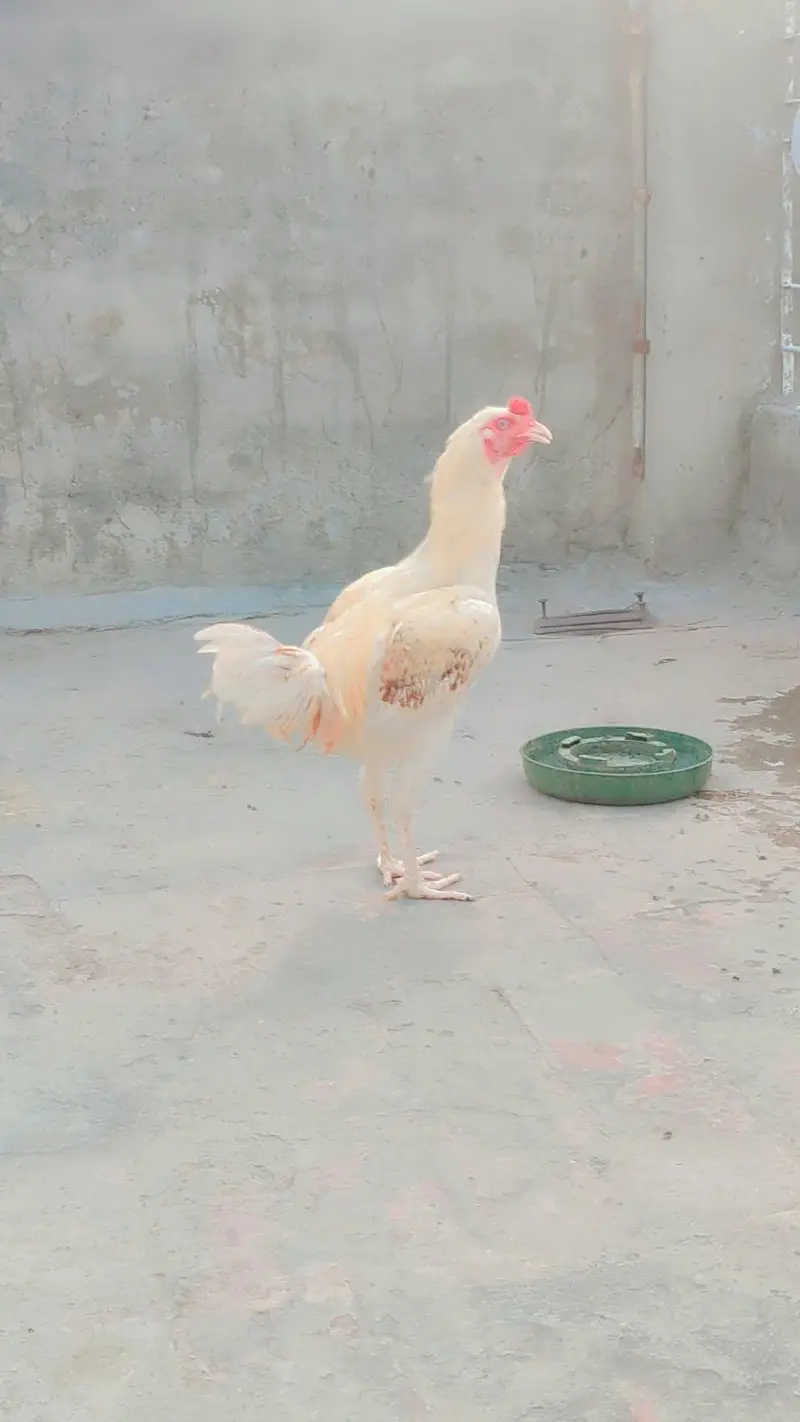 aseel murga 03270811577 — photo 5