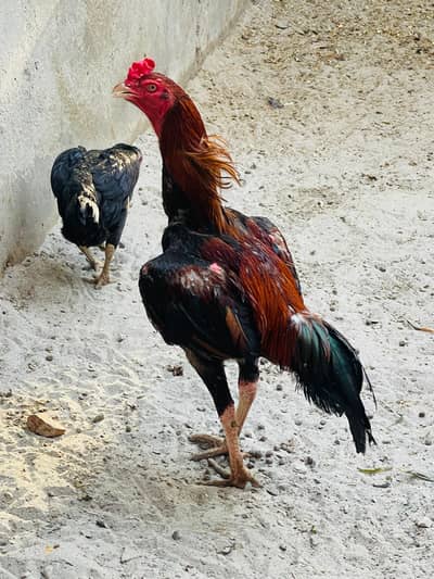 Puri asile pair for urgent sell price 12k