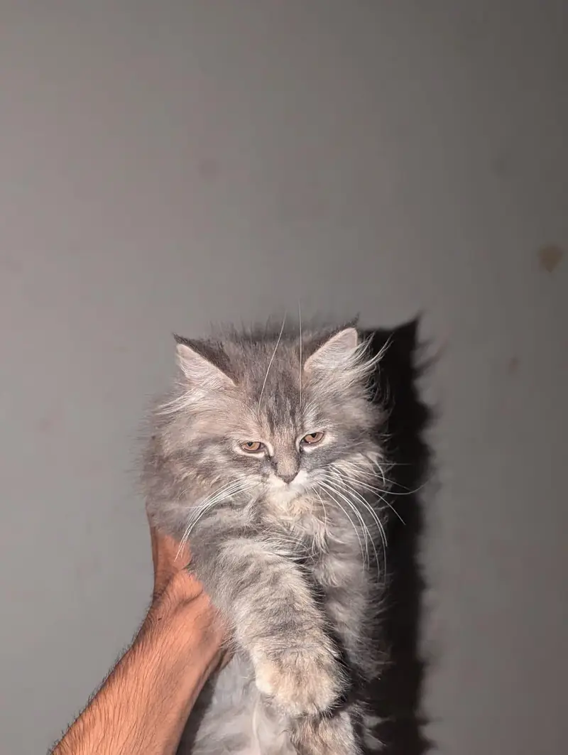 persian cat pair — photo 2