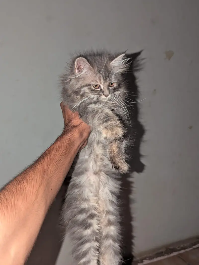 persian cat pair — photo 3