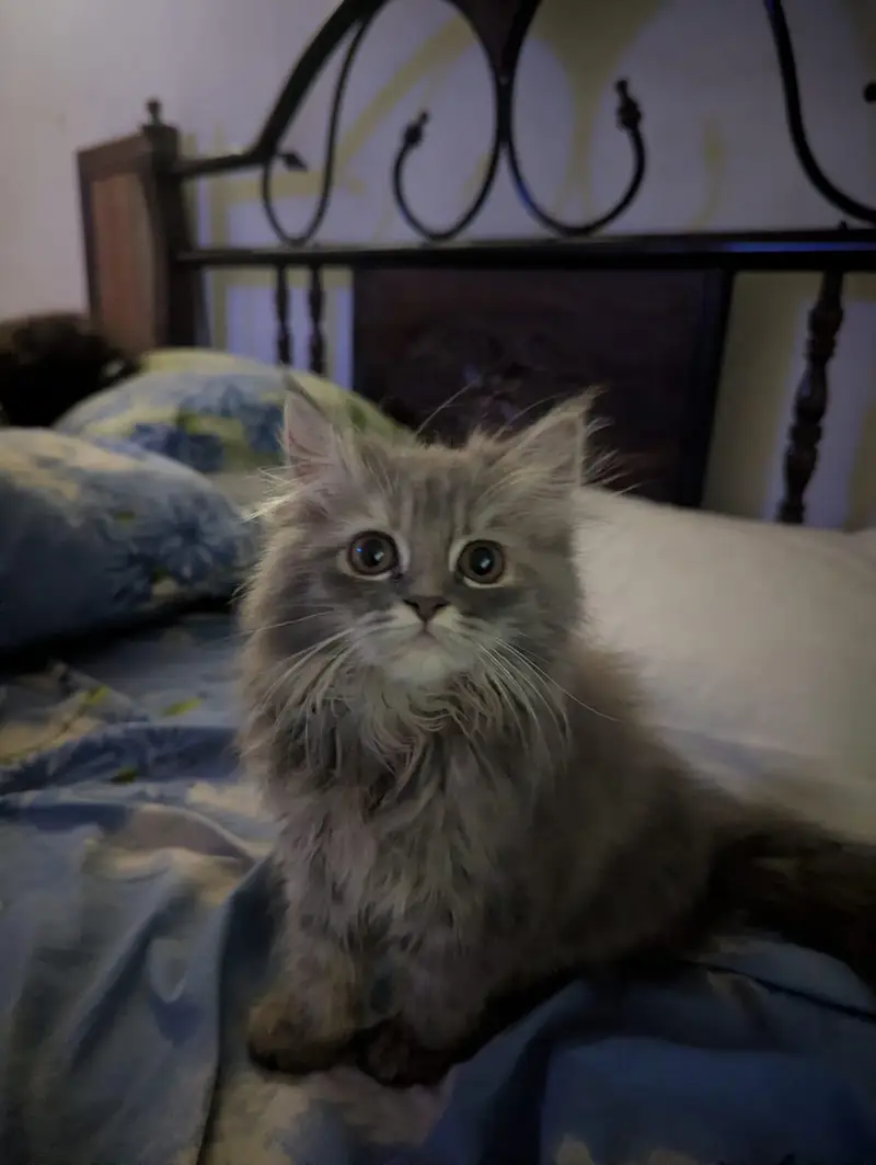 persian cat pair — photo 4