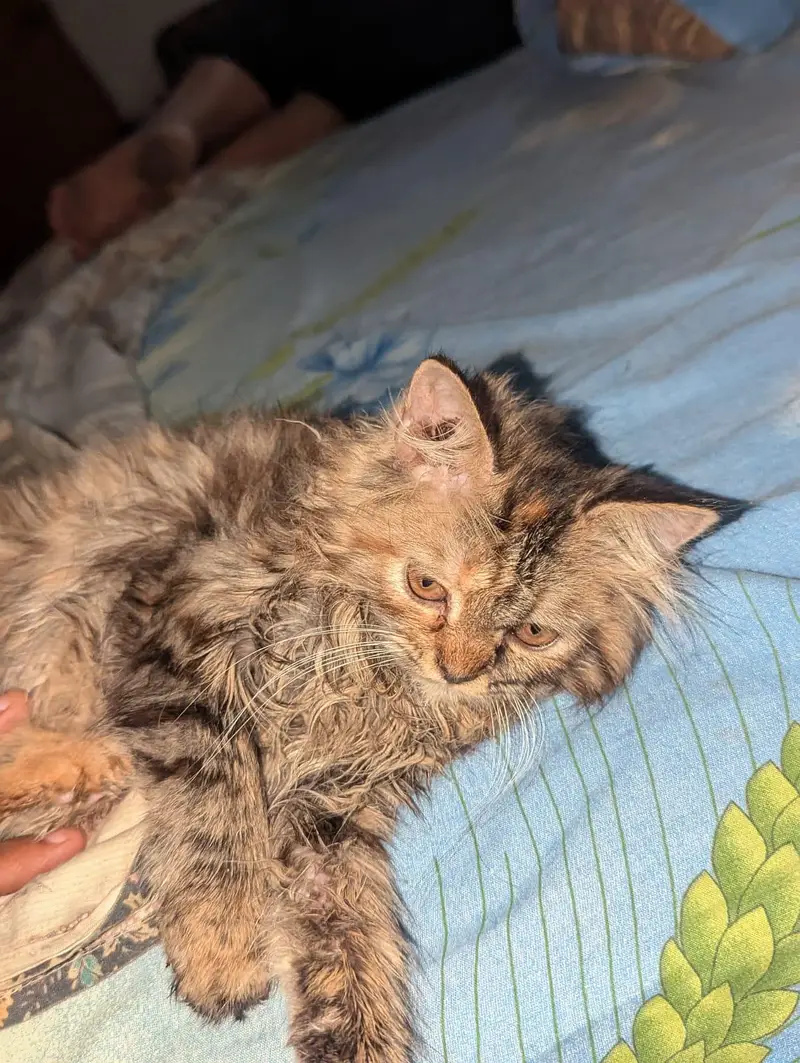 persian cat pair — photo 7