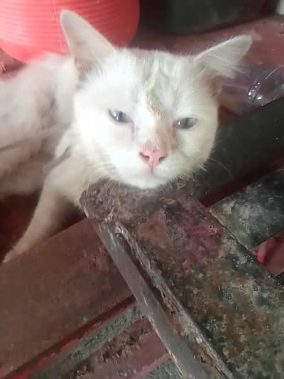 parshion cat