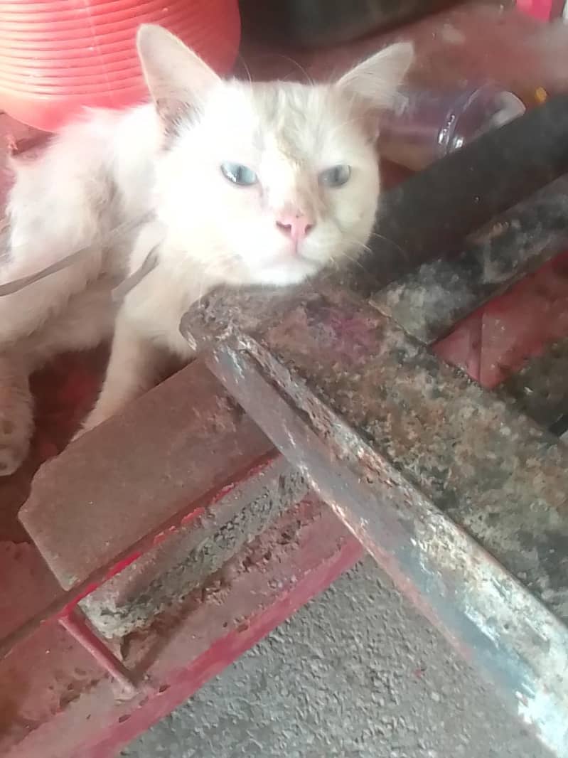 parshion cat 1