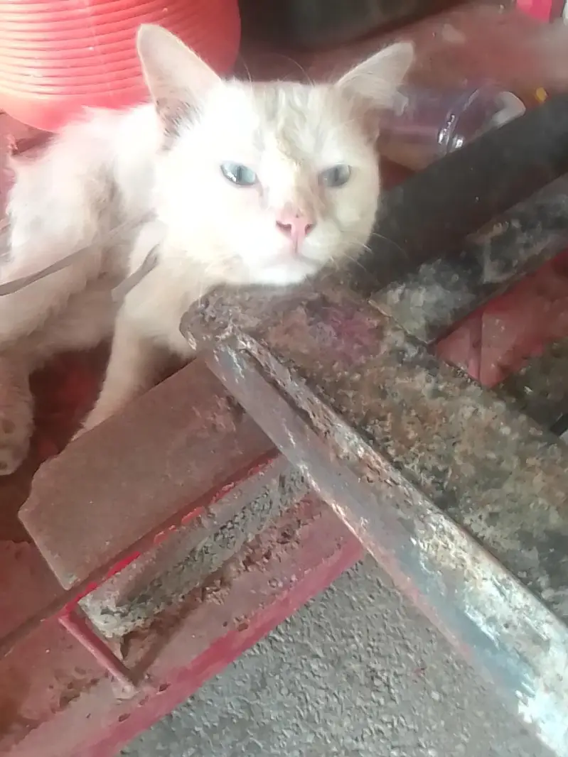 parshion cat — photo 2
