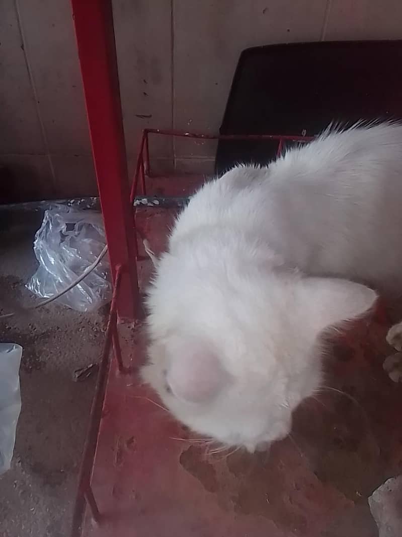 parshion cat 2
