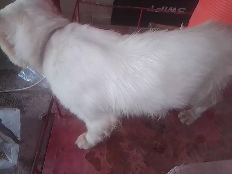 parshion cat 3