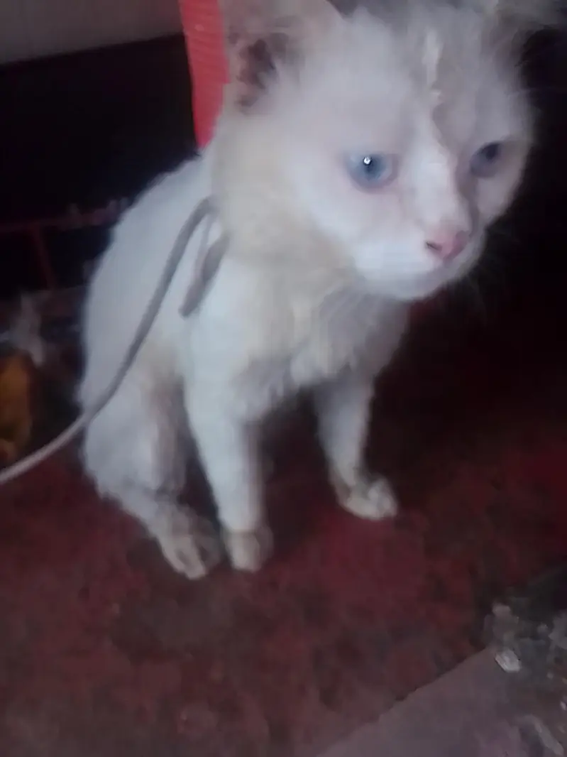 parshion cat — photo 5