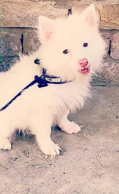 pure russain  pinknose o siez female for sale