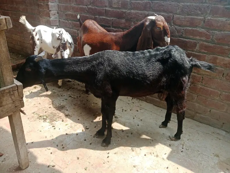 bakri goat 0303=41.32. 402 — photo 6