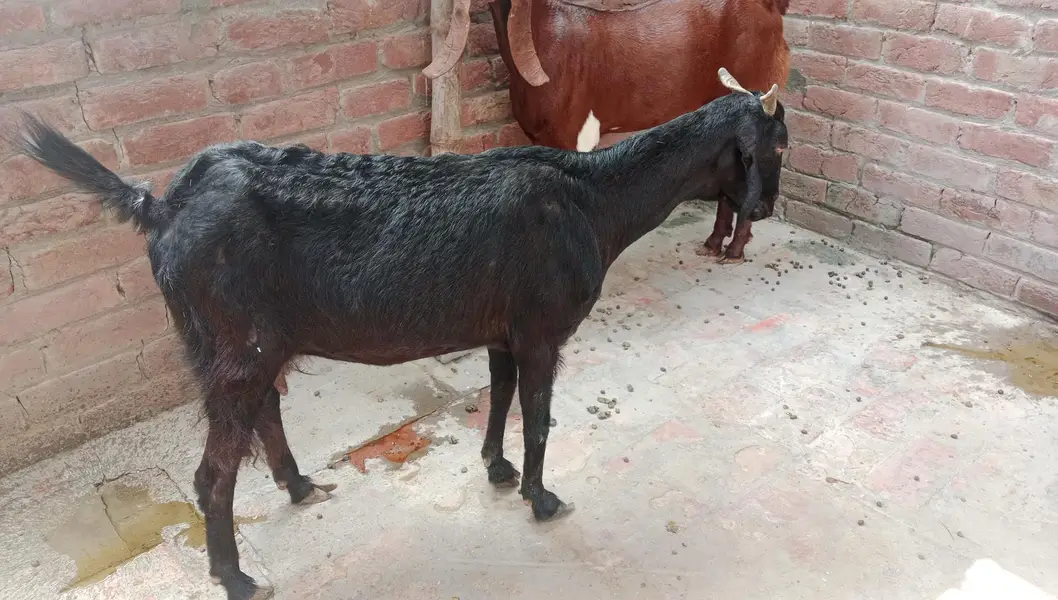 bakri goat 0303=41.32. 402 — photo 7