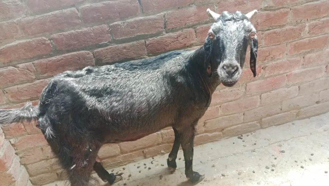 bakri goat 0303=41.32. 402 — photo 8