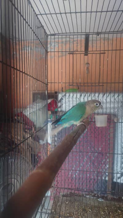 blu torquise white foot white chest male with DNA  nail tail fly al ok