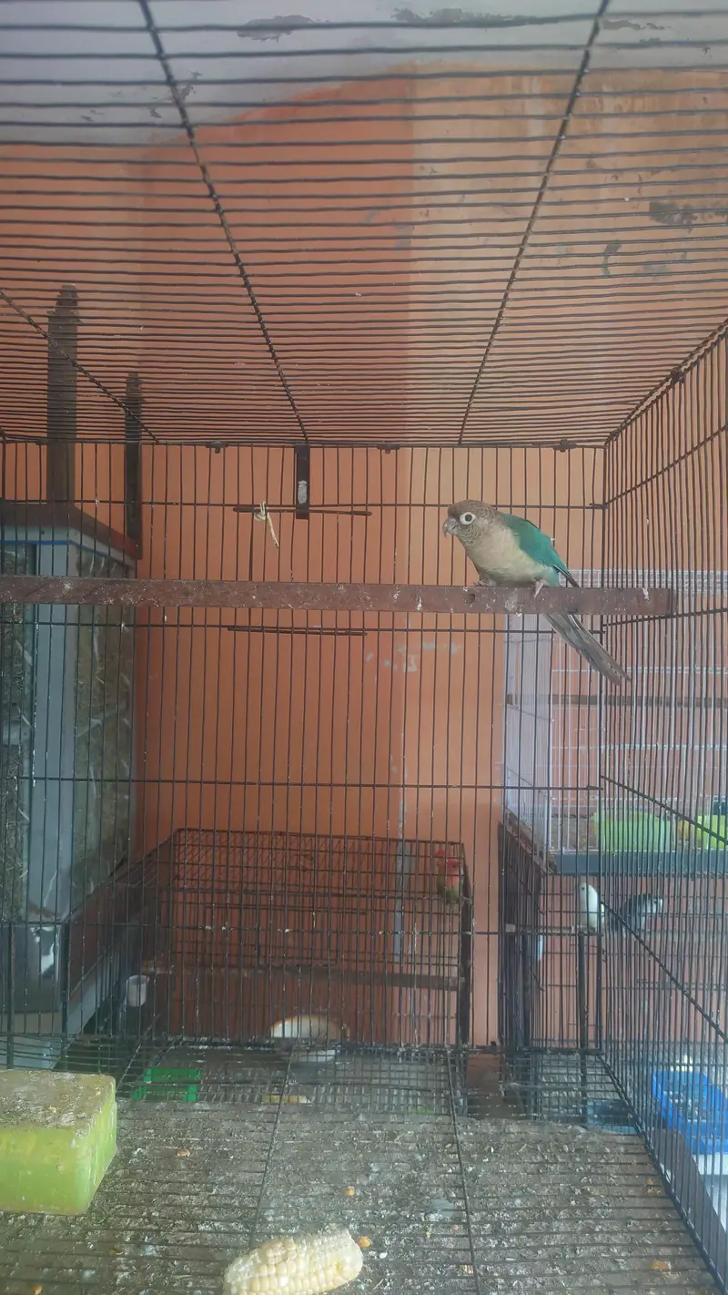 blu torquise white foot white chest male with DNA  nail tail fly al ok — photo 2