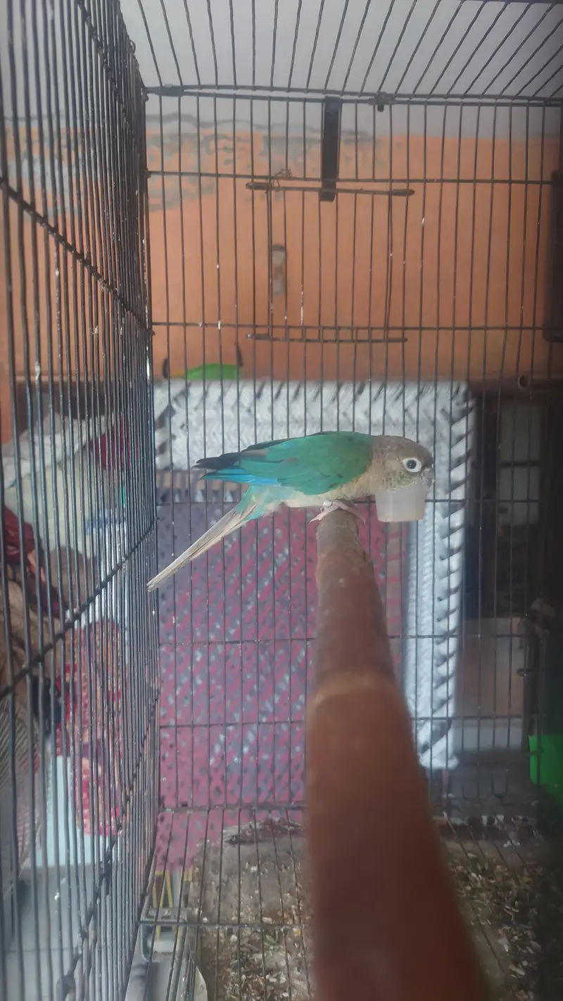 blu torquise white foot white chest male with DNA  nail tail fly al ok — photo 3