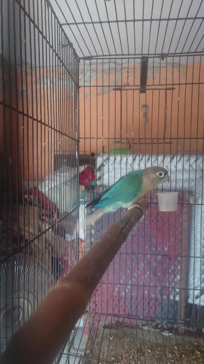 blu torquise white foot white chest male with DNA  nail tail fly al ok — photo 4