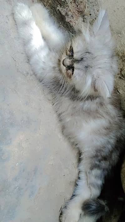 Persian kitten