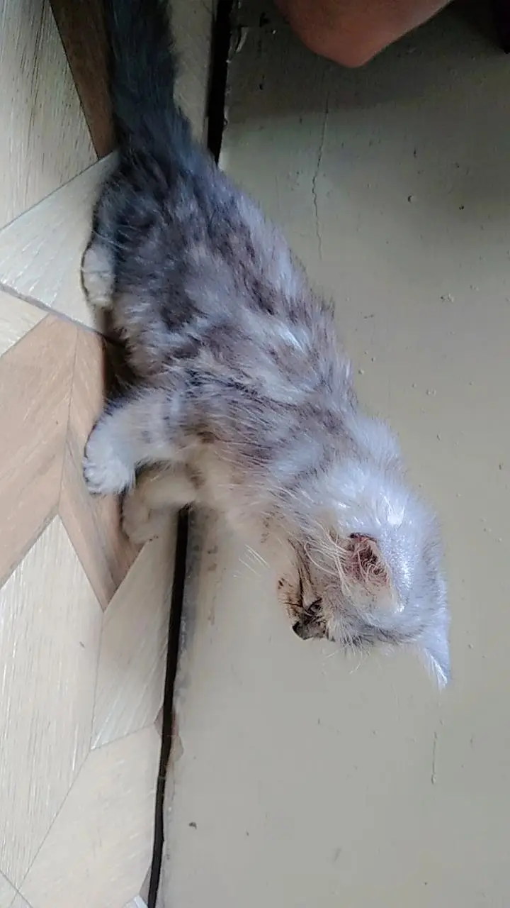 Persian kitten — photo 2
