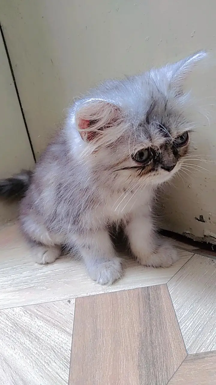 Persian kitten — photo 3